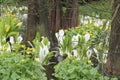 Asian skunk-cabbage Lysichiton camtschatcensis, in natural habitat Royalty Free Stock Photo